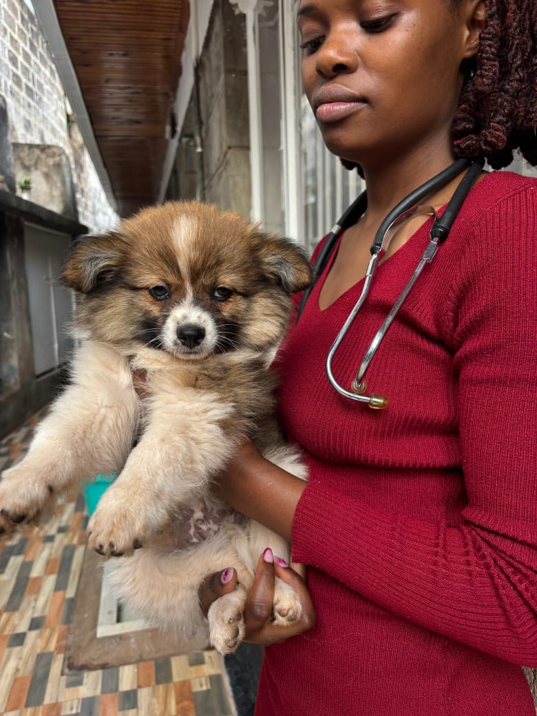 Veterinarian providing care to pets