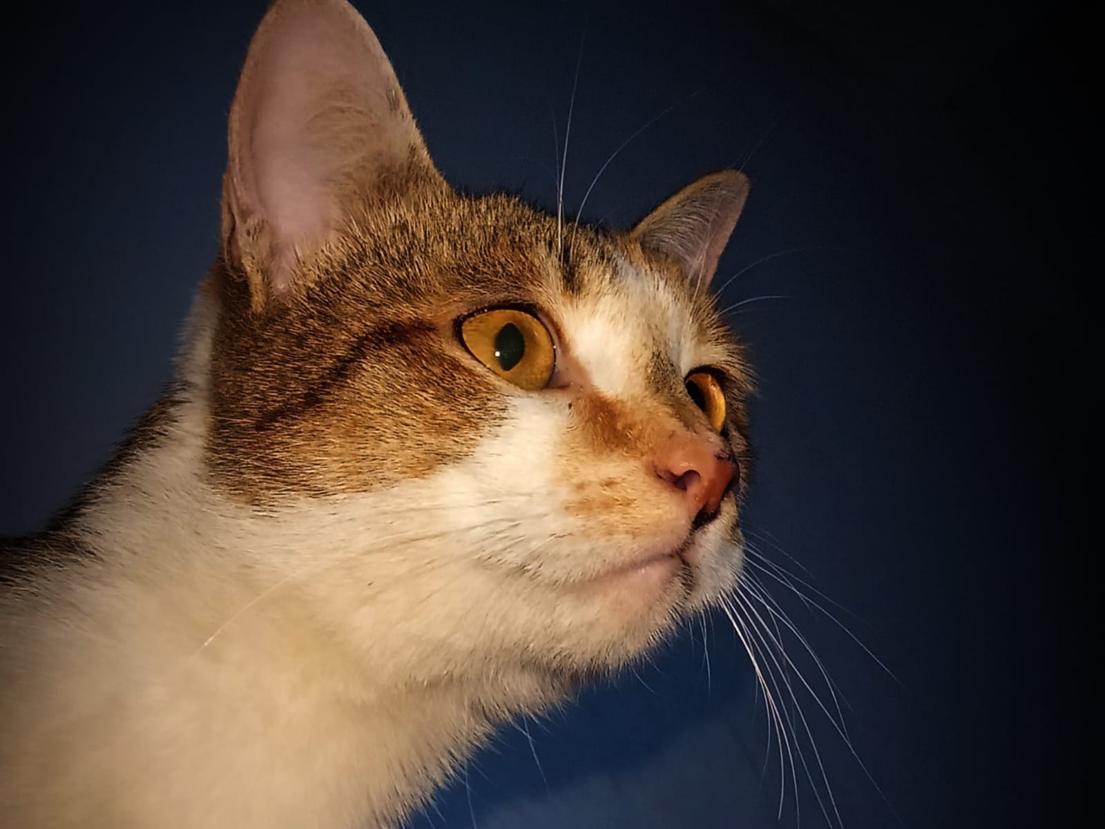 Pet vaccinations and immunization