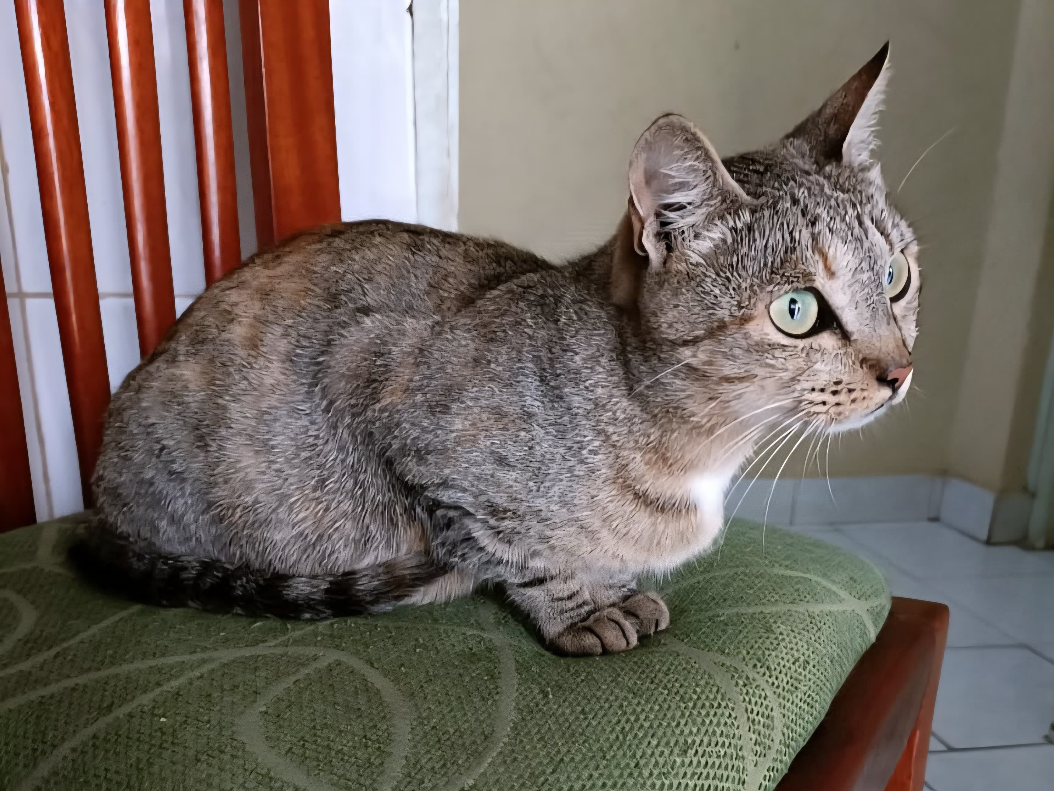 Veterinary Home Visit