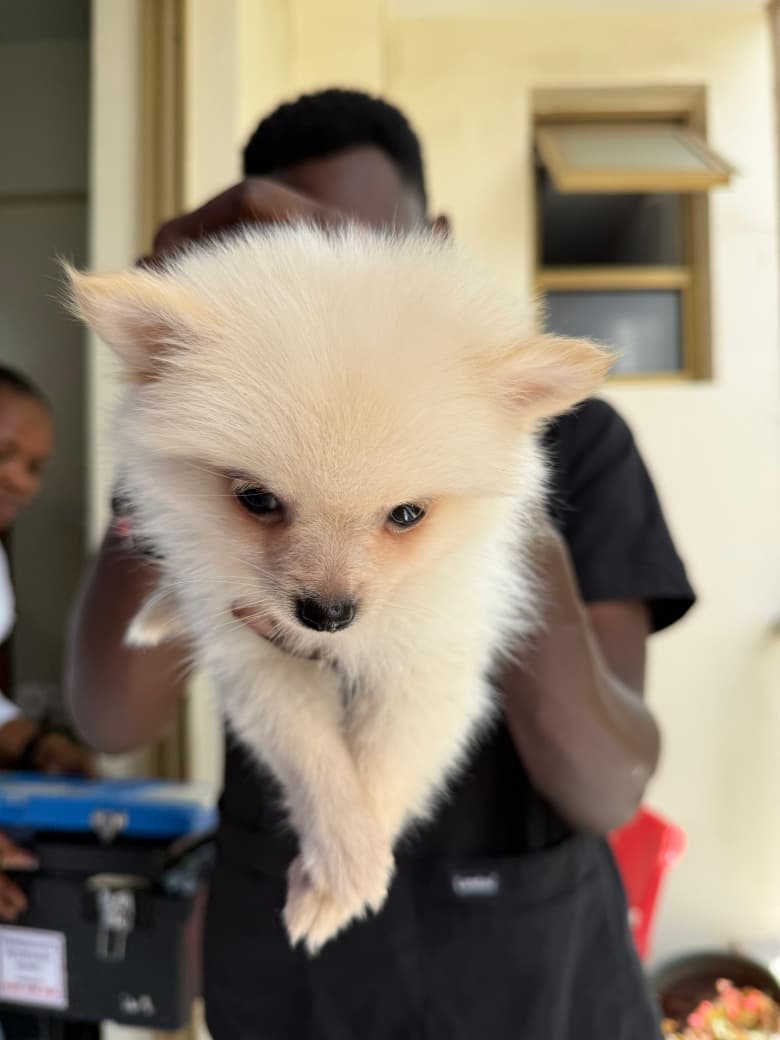 Spay and neuter surgical services